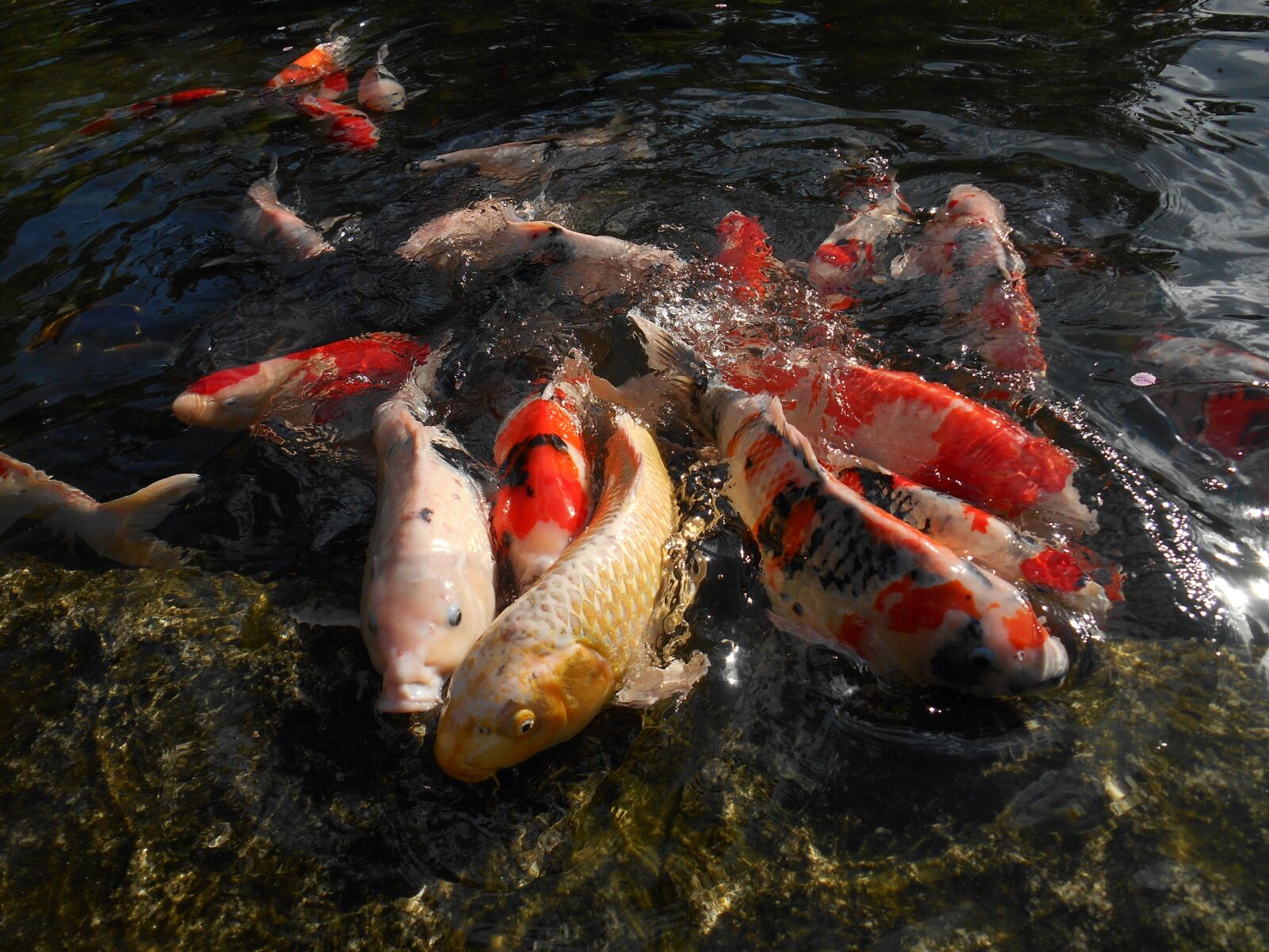 Nikon Coolpix S3500 sample photo. Carp, koi, aquarium fish photography