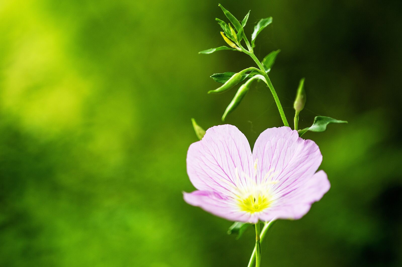 Nikon D3S sample photo. Flowers, evening primrose, pink photography