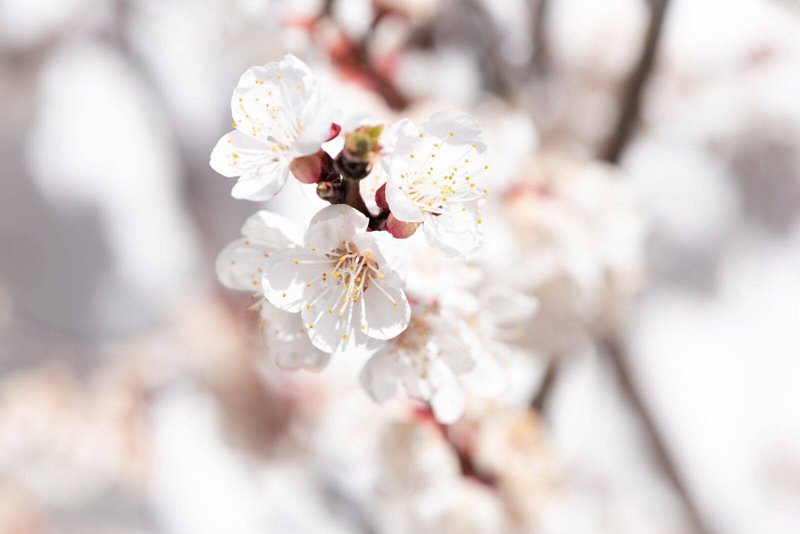 Nikon D750 sample photo. Flowers, white, bloom photography