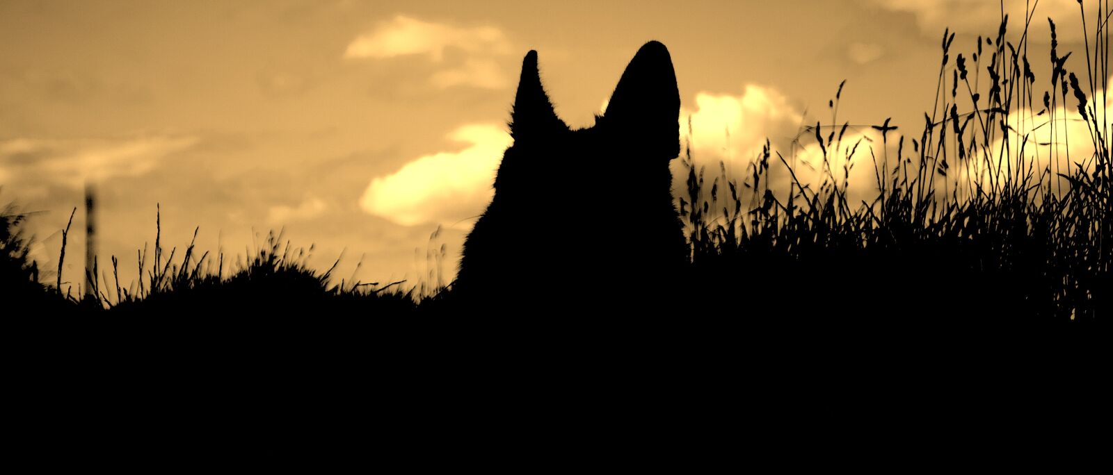Olympus PEN E-PL1 sample photo. Dog, silhouette, grass photography