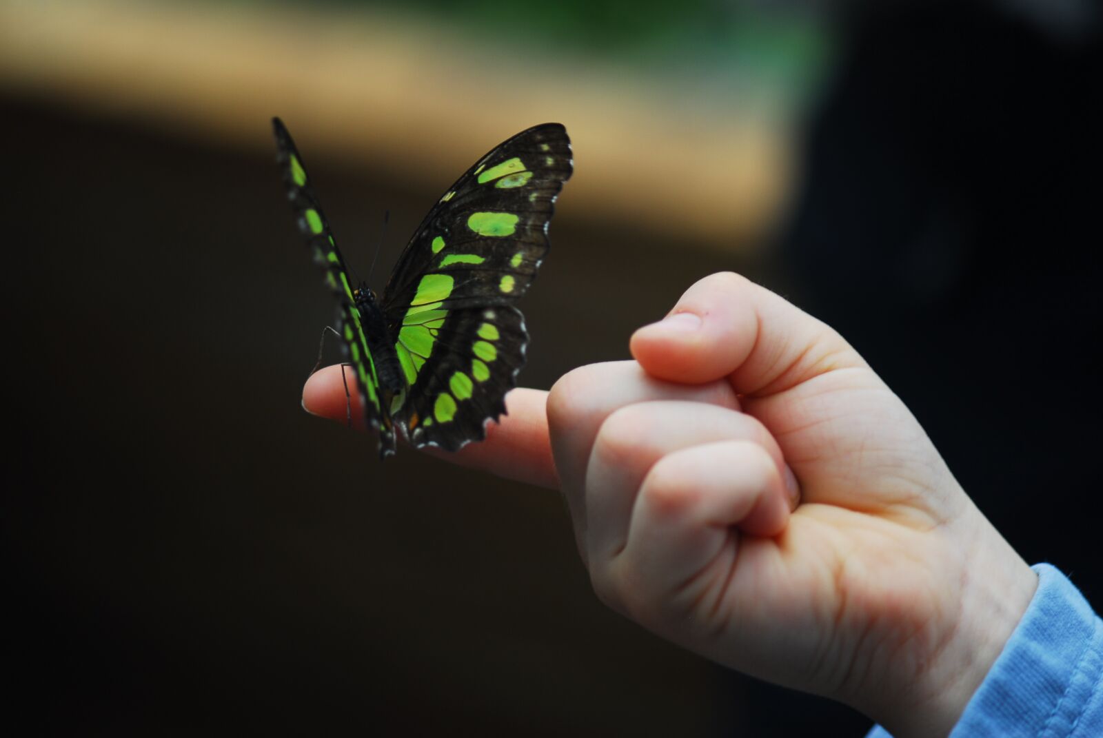 Nikon D200 sample photo. Insect, butterfly, nature photography