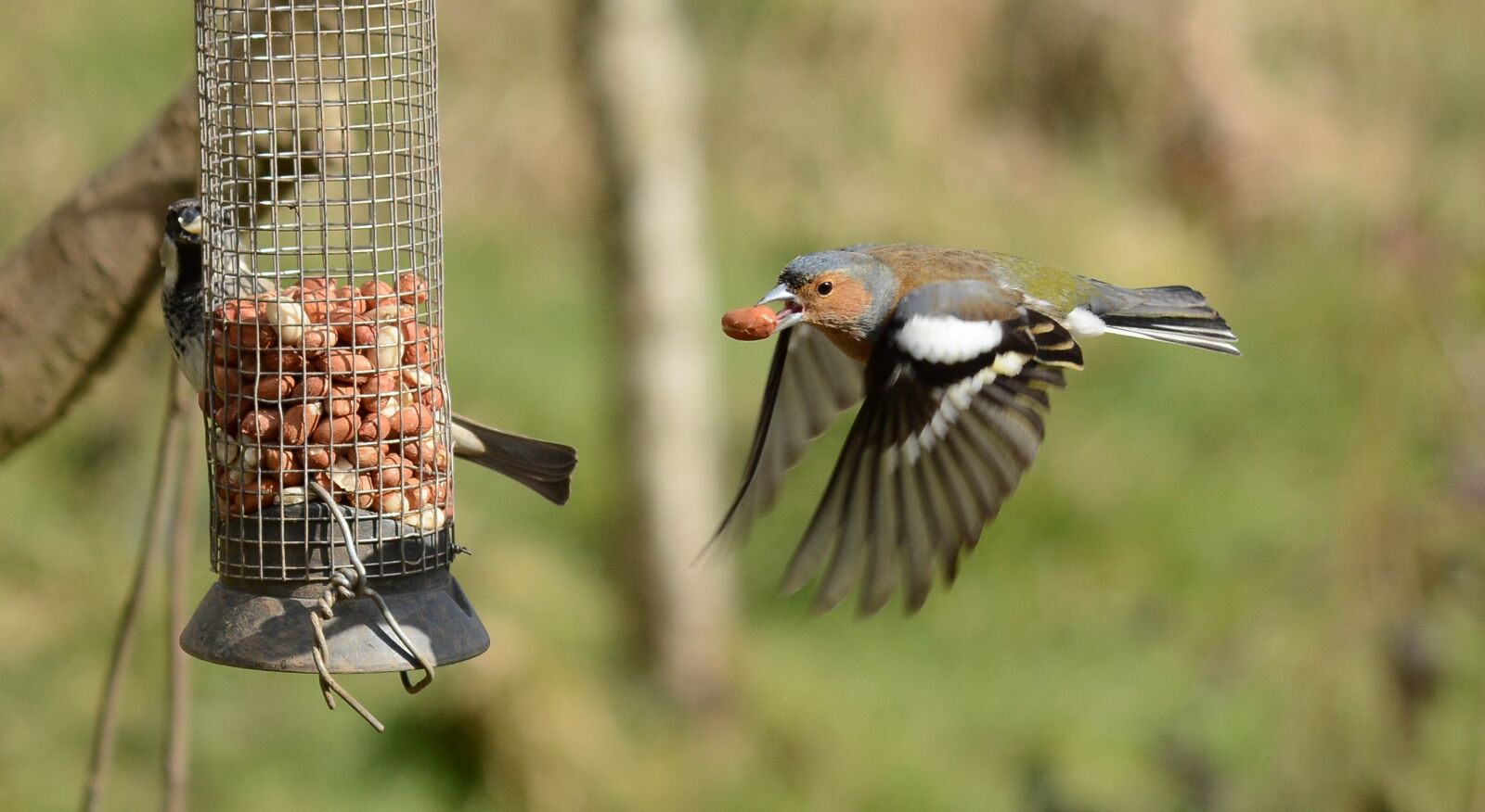 Nikon D7100 sample photo. Bird, wildlife, nature photography