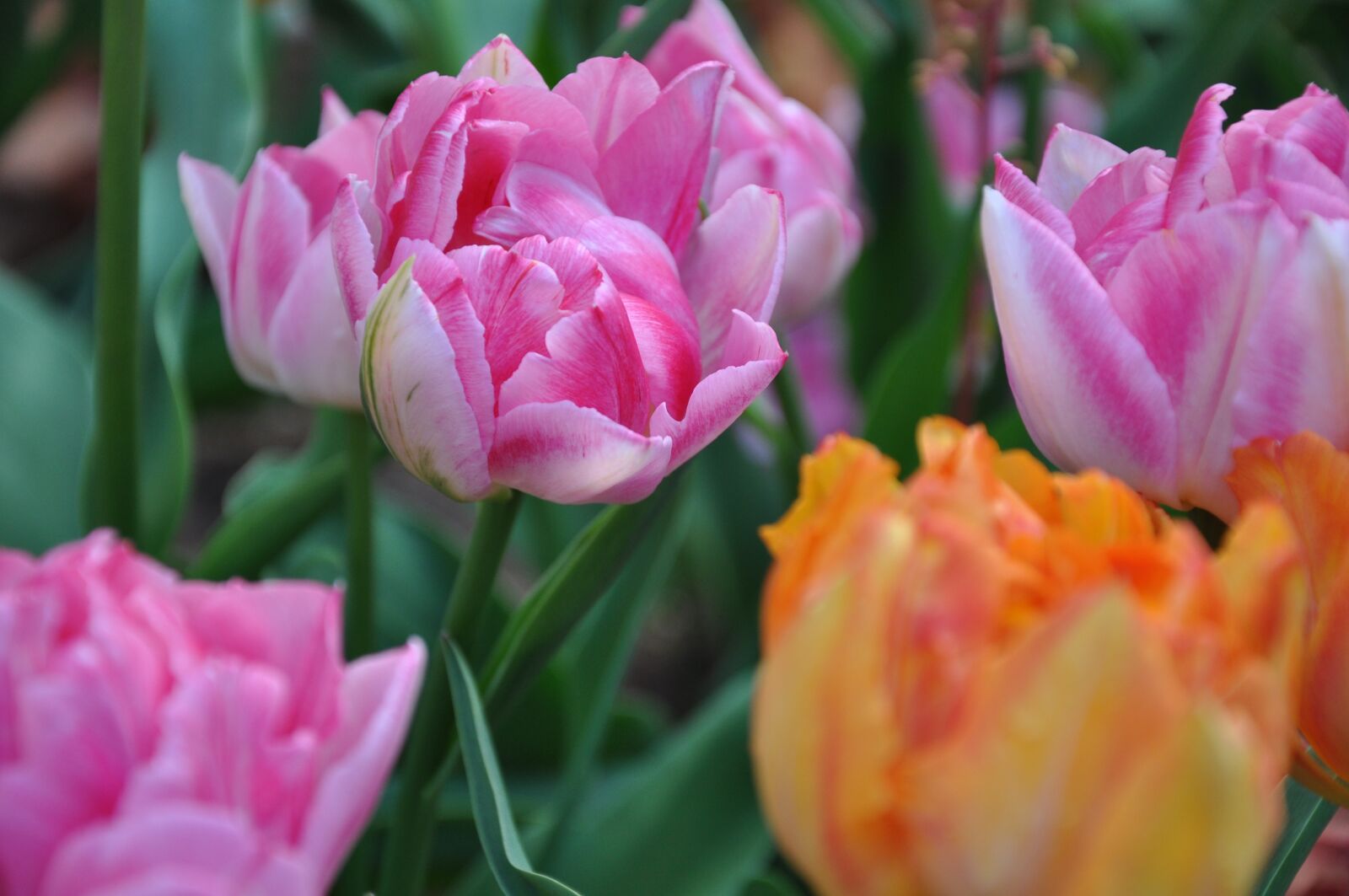 Nikon D90 sample photo. Flower, tulip, plant photography