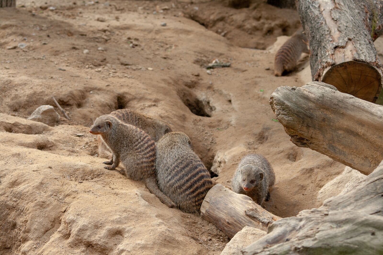 Canon EOS 400D (EOS Digital Rebel XTi / EOS Kiss Digital X) sample photo. Mongoose, enclosure, holes photography