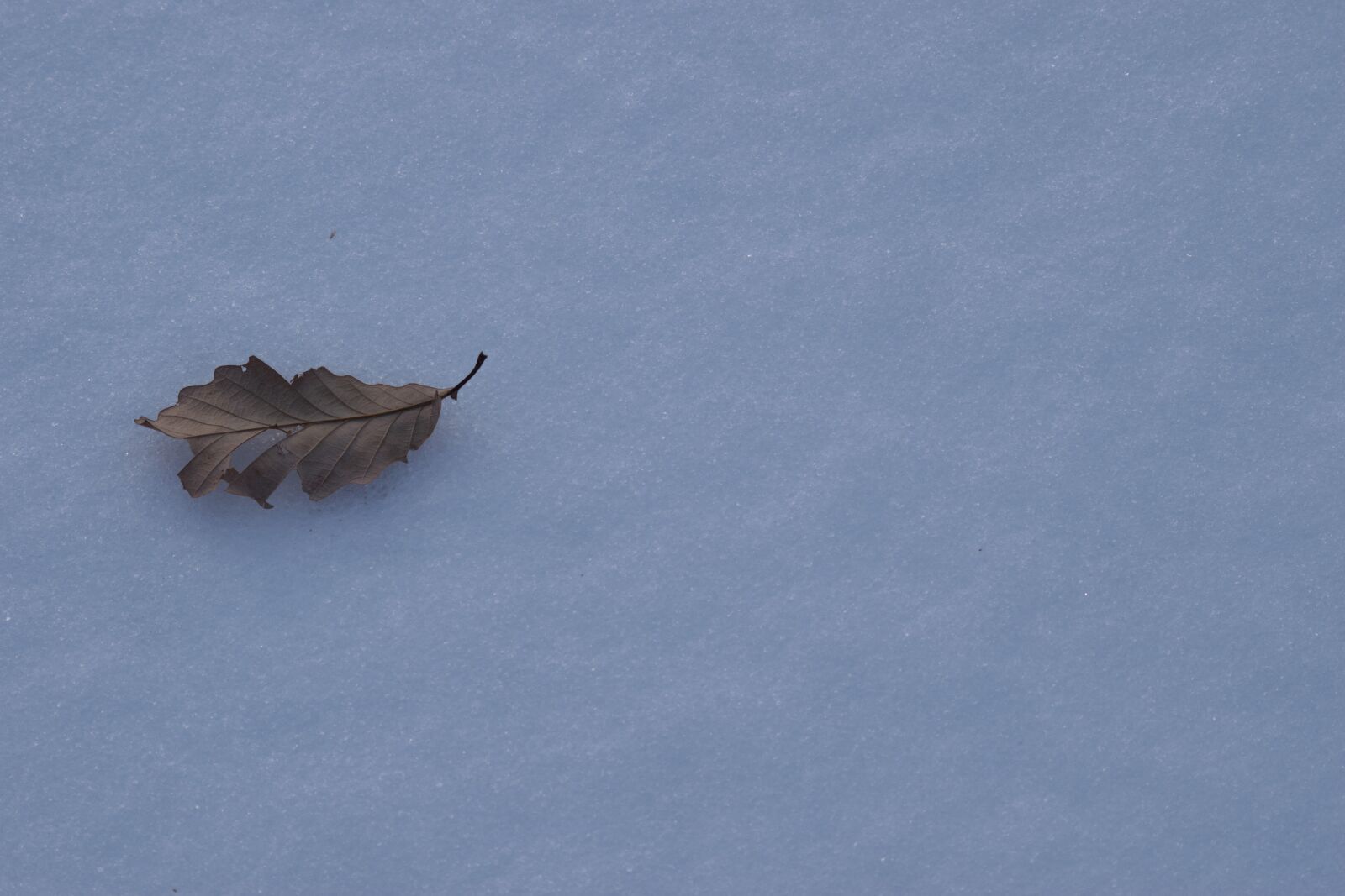 Nikon D3300 sample photo. Outdoors, nature, snow photography