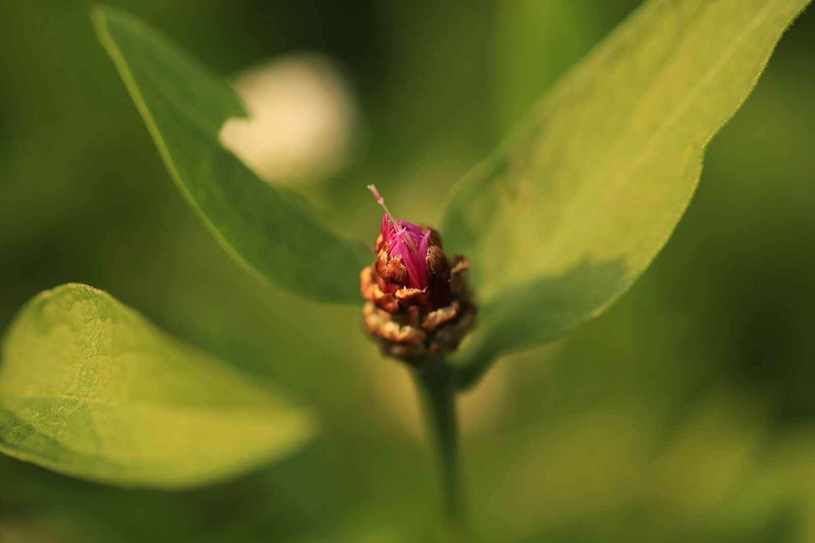 Canon EF 100mm F2.8L Macro IS USM sample photo. Flower, red, yellow photography
