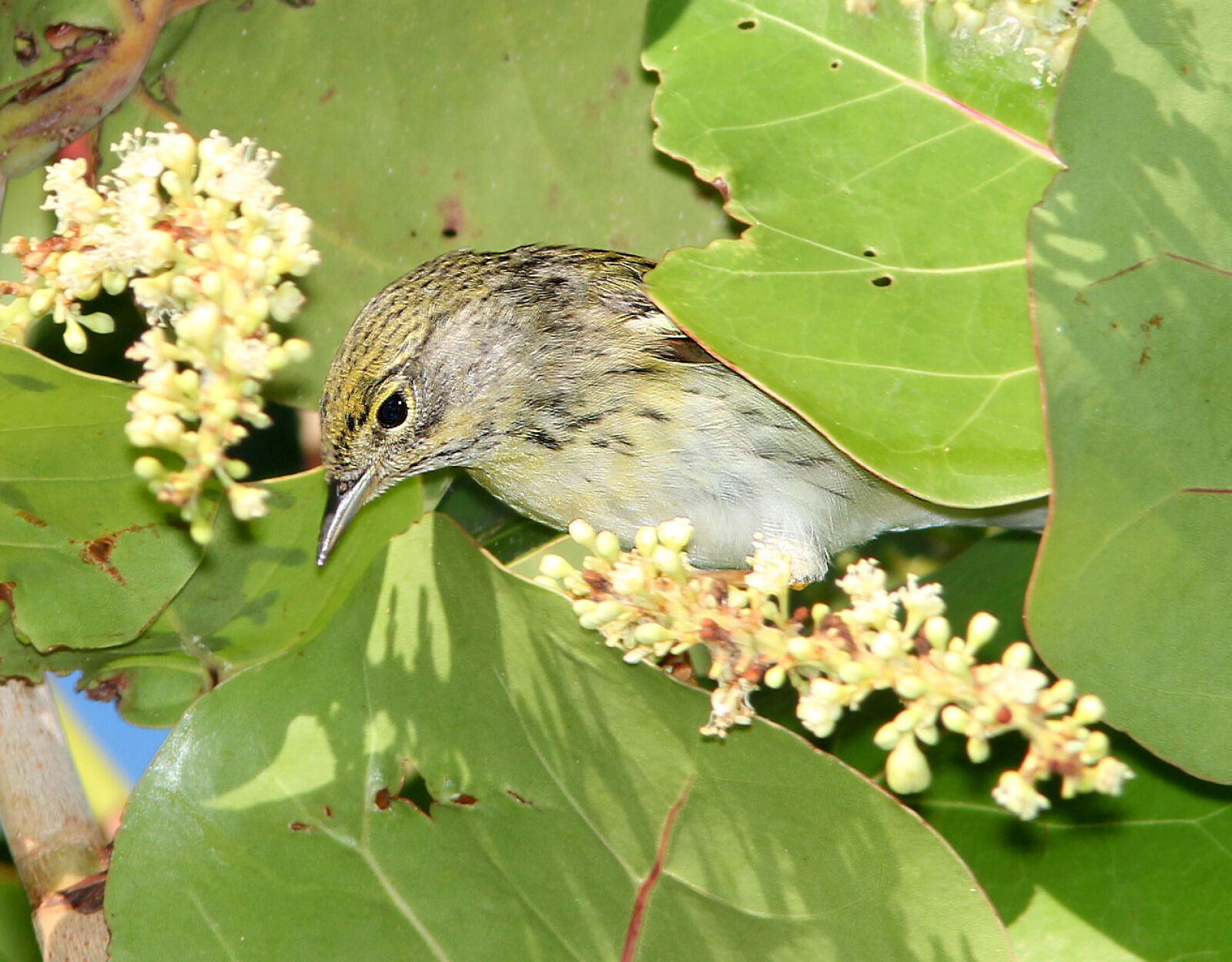 Canon EF 300mm F4L IS USM sample photo