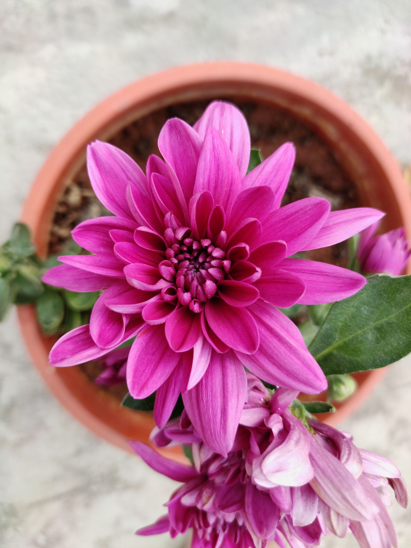 Xiaomi Redmi Note 7 Pro sample photo. Purple, flower, chamanti photography