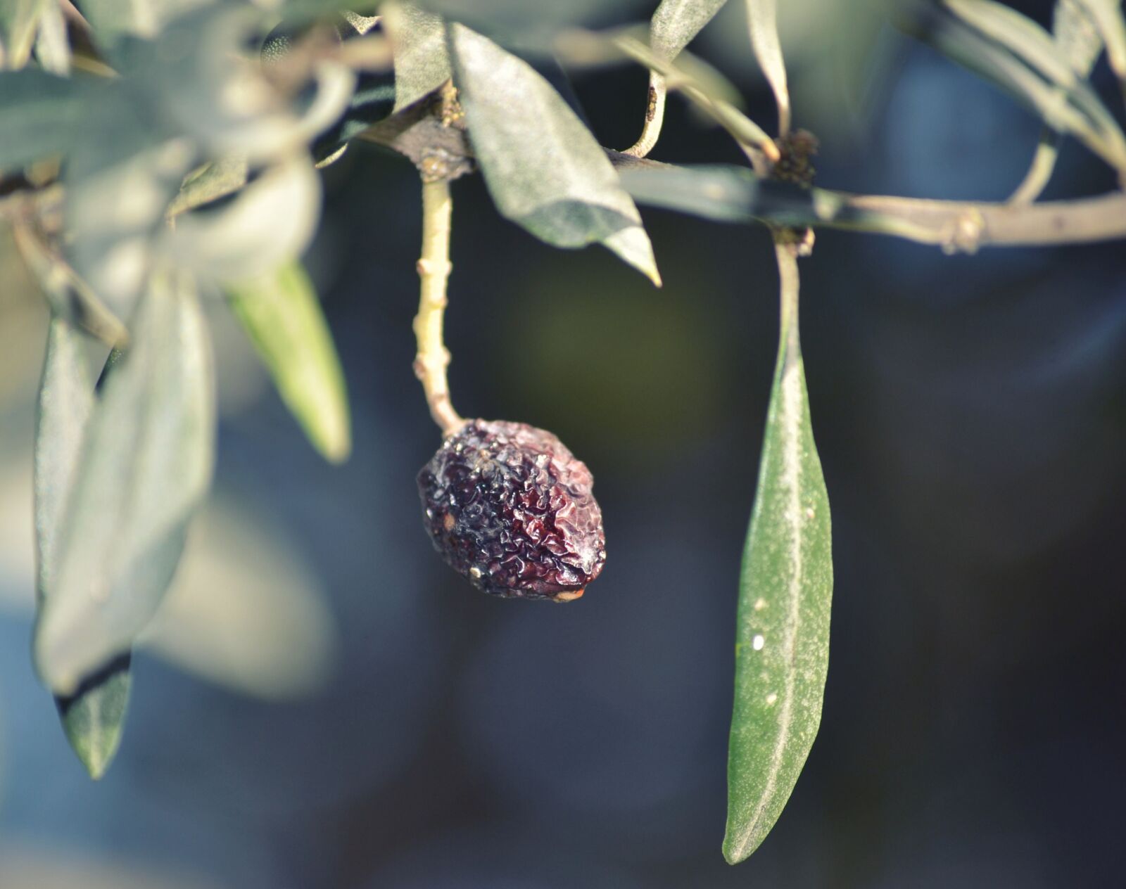 Nikon D3100 sample photo. Olive, dry, sécheresse photography