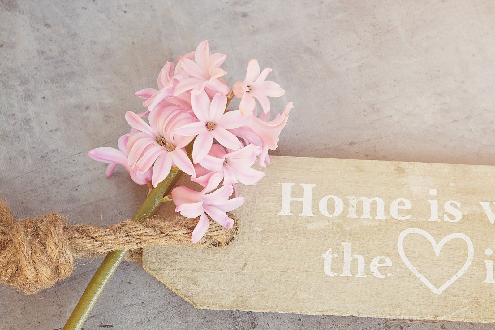 Nikon D7100 sample photo. Hyacinth, flower, spring flower photography