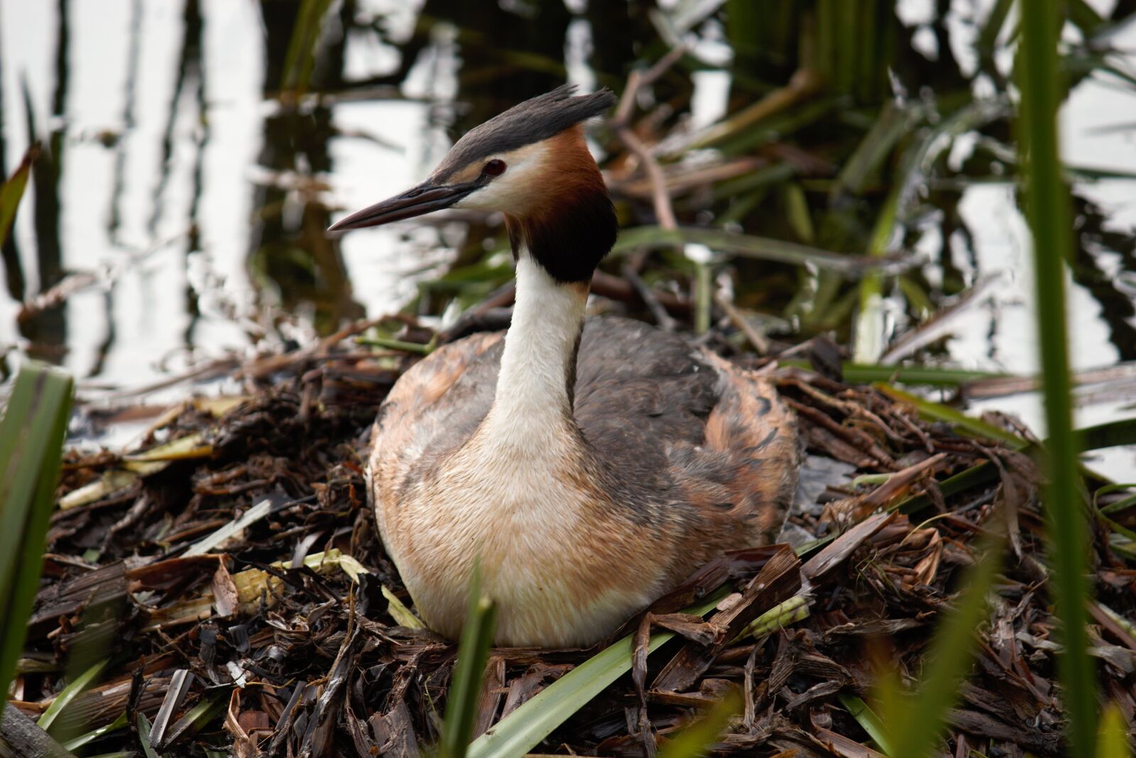 Canon EOS 550D (EOS Rebel T2i / EOS Kiss X4) sample photo. Great crested grebe, breed photography