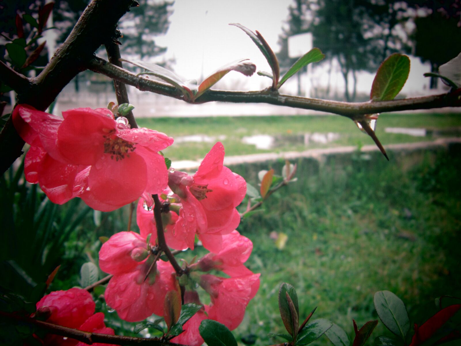 Canon PowerShot A3300 IS sample photo. Flower, pink, spring rain photography