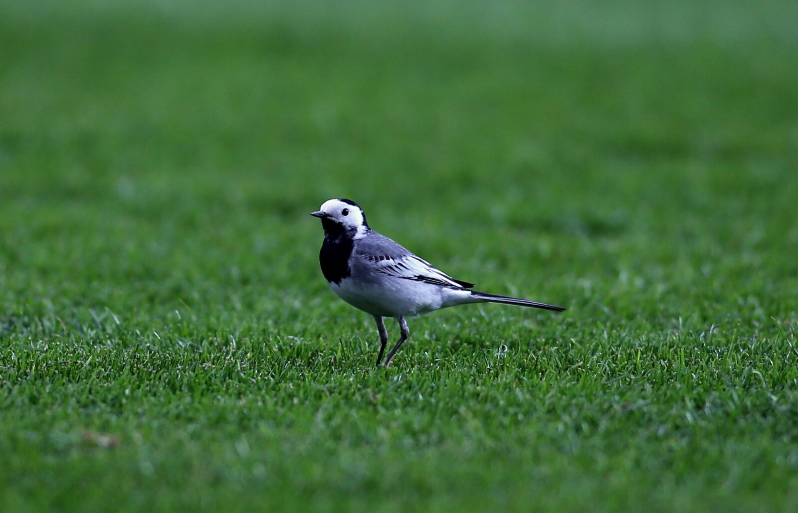 Canon EOS 7D Mark II sample photo. Grass, bird, nature photography