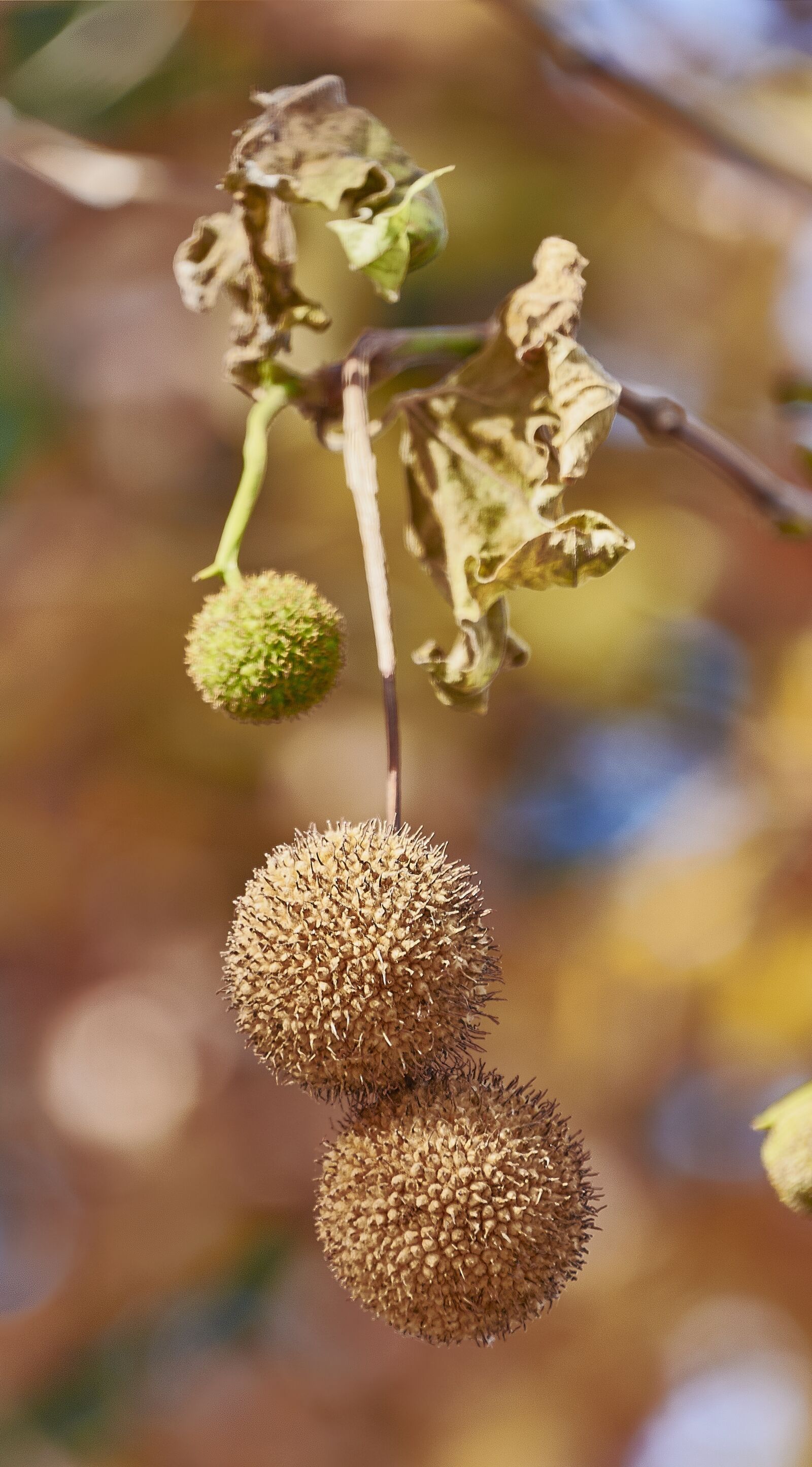 Nikon D7200 sample photo. Tree, leaves, autumn photography
