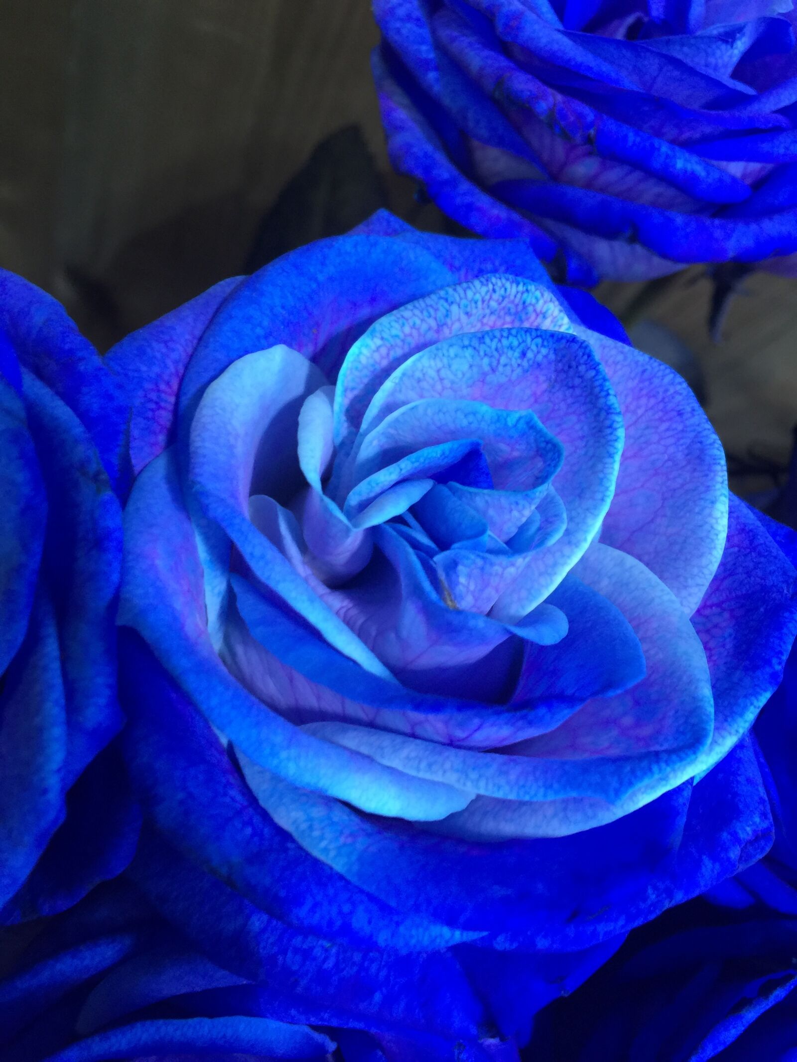 iPhone 6 Plus back camera 4.15mm f/2.2 sample photo. Blau, flors, jardin, rosa photography