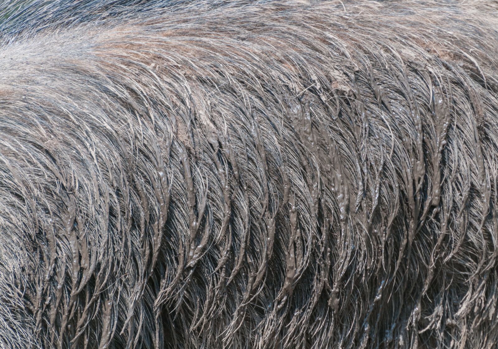 Nikon D300 sample photo. Wild pig, fur, wild photography