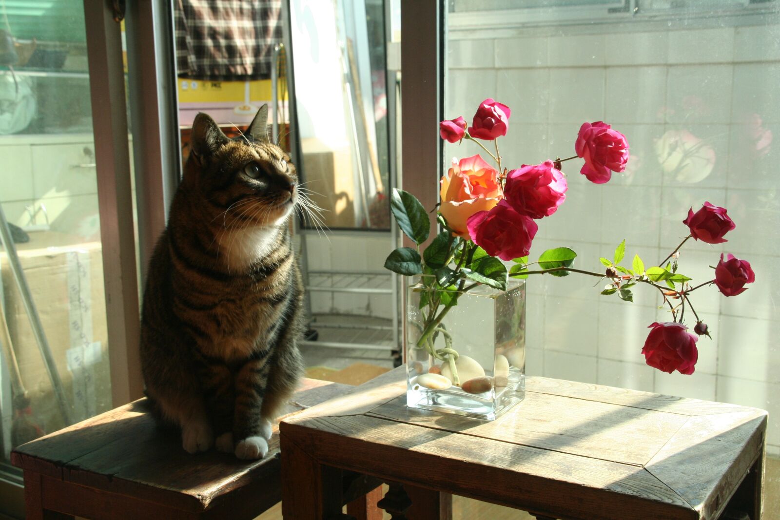 Canon EOS 350D (EOS Digital Rebel XT / EOS Kiss Digital N) sample photo. Flower arrangement, cat, house photography