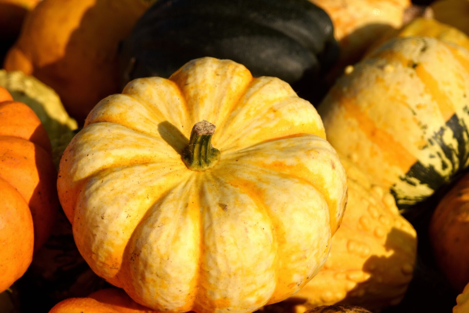 Nikon D7200 sample photo. Pumpkins, autumn, autumn vegetables photography