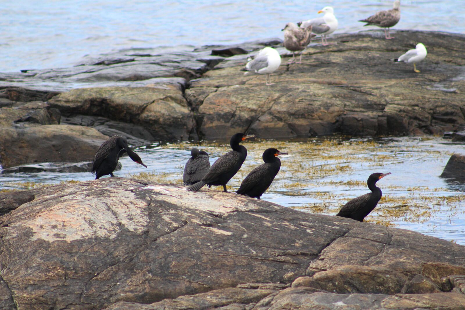 Canon EF 75-300mm f/4-5.6 sample photo. Cormorant, bird, ocean photography