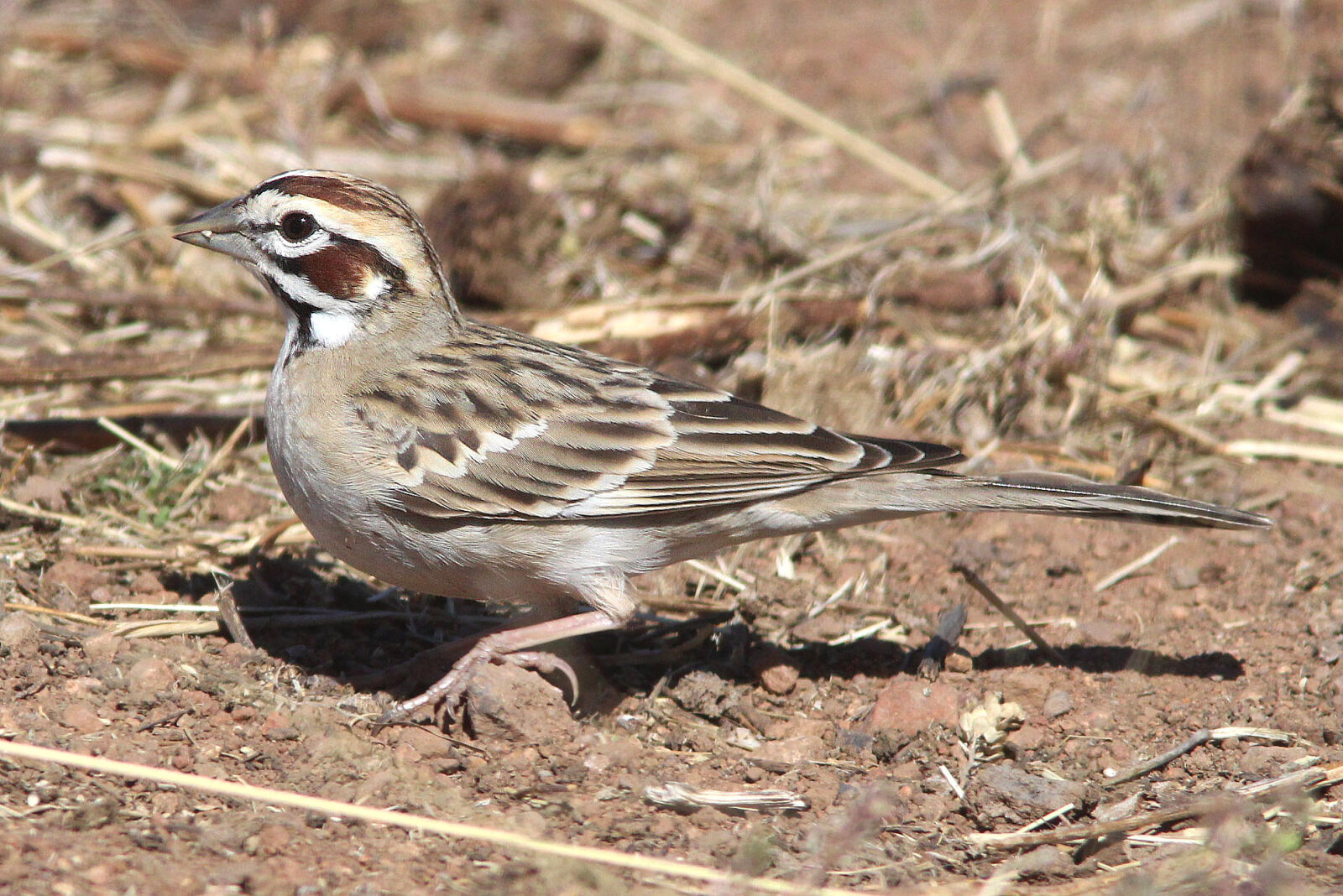 Canon EF 300mm F4L IS USM sample photo