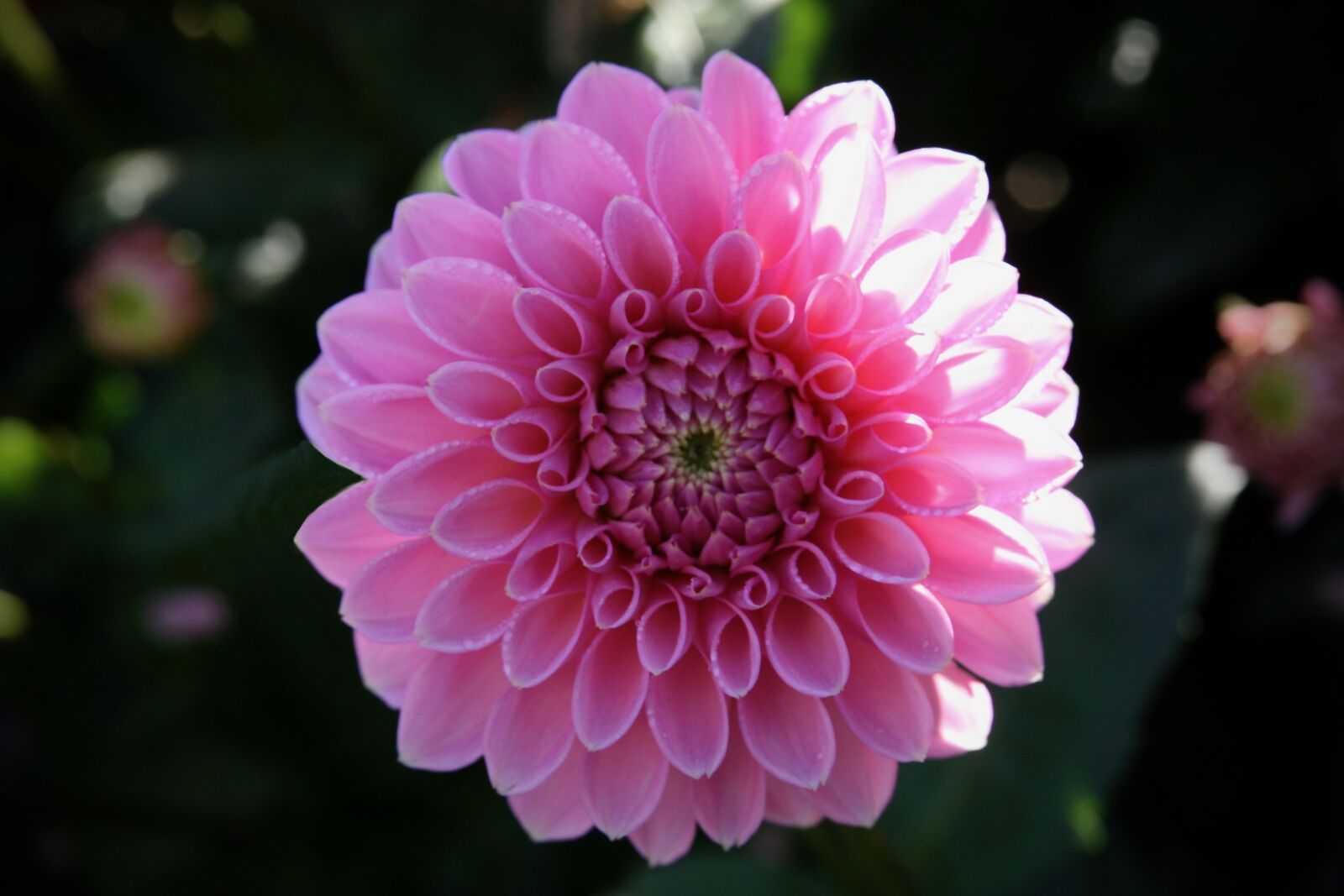 Canon EOS 400D (EOS Digital Rebel XTi / EOS Kiss Digital X) sample photo. Blossom, bloom, dahlia photography