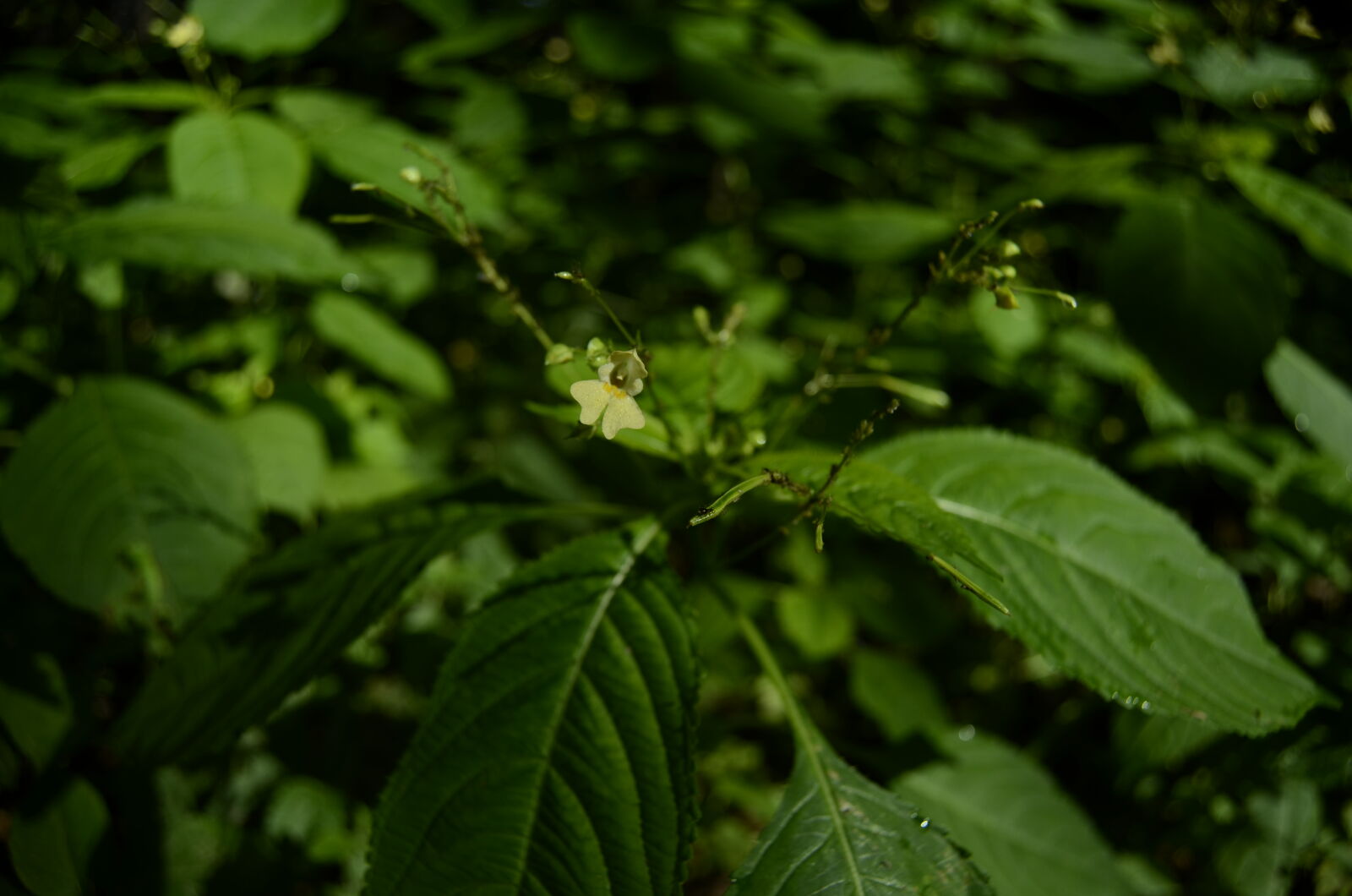 Nikon D5100 sample photo