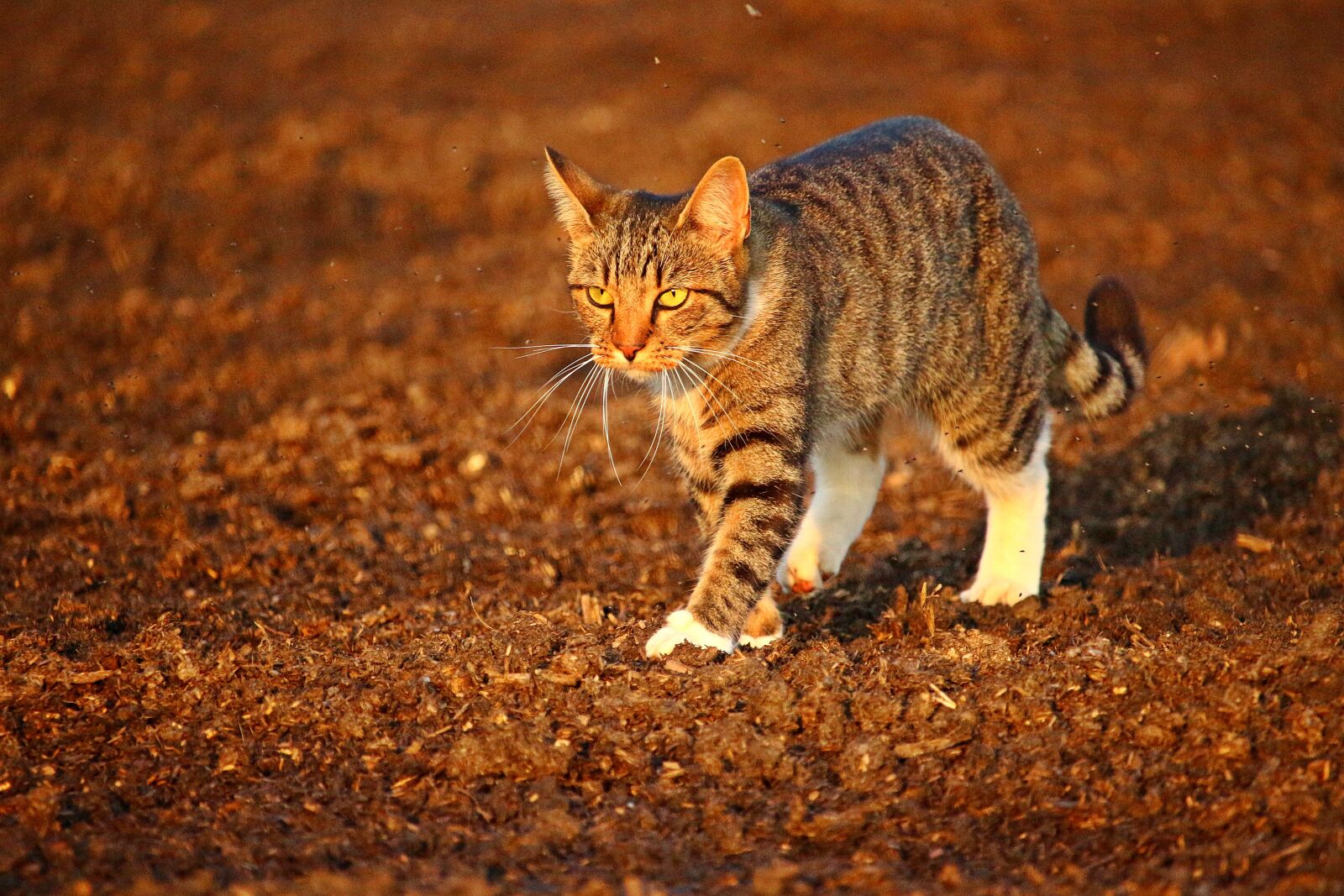 Canon EOS 100D (EOS Rebel SL1 / EOS Kiss X7) sample photo. Cat, autumn, kitten photography