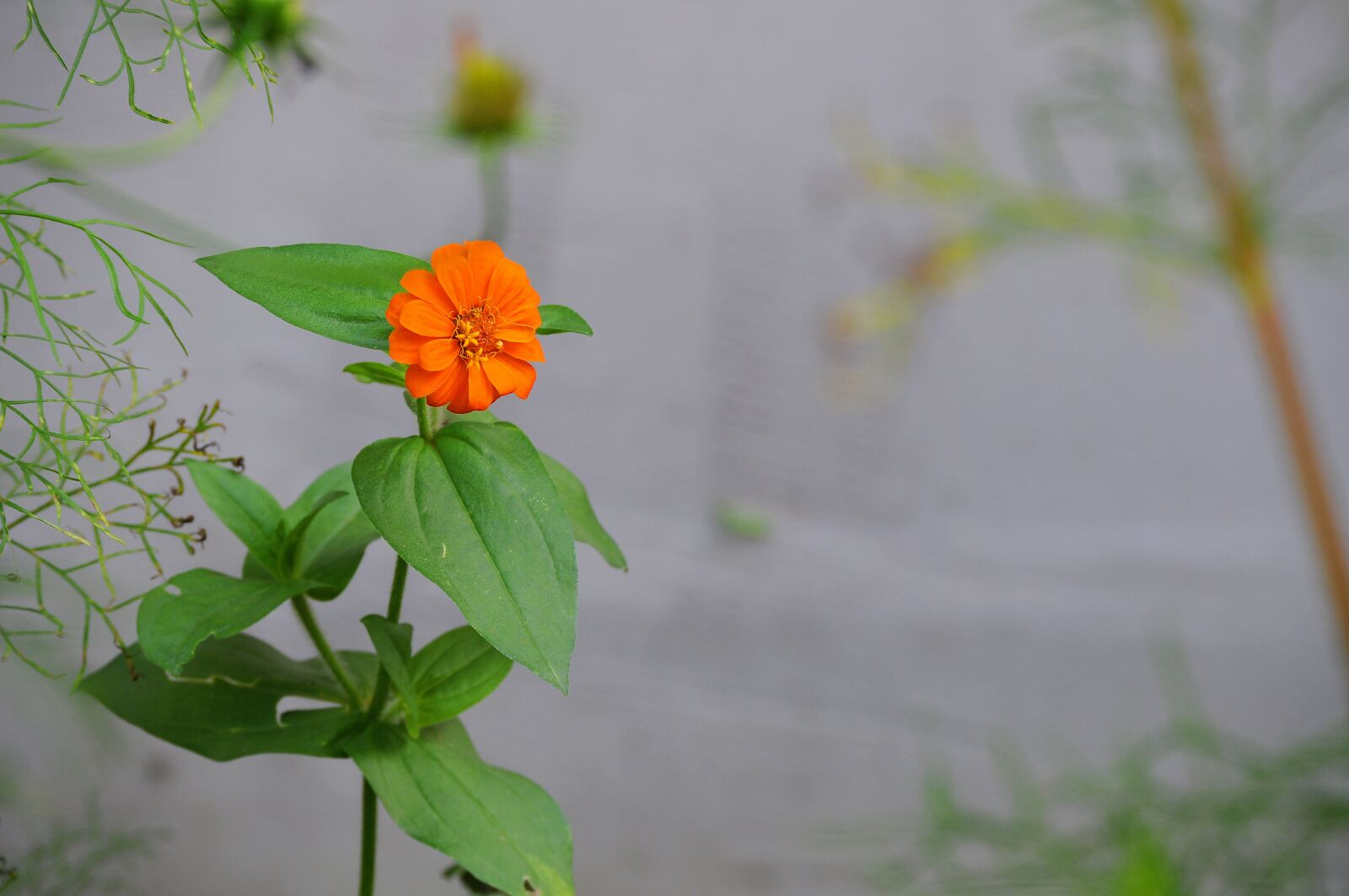Nikon D5000 sample photo. Zinnia, orange, single photography