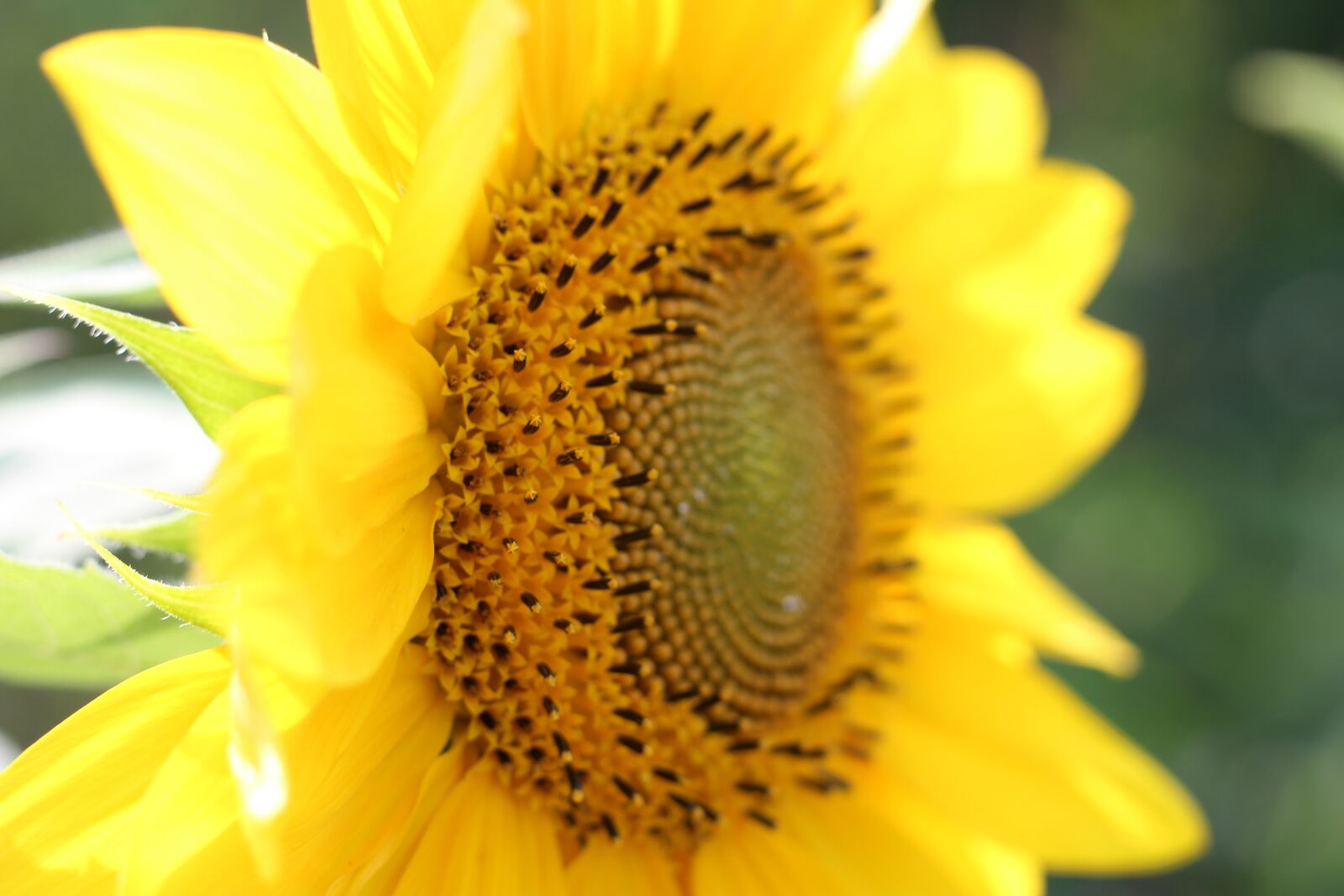 Canon EOS 1200D (EOS Rebel T5 / EOS Kiss X70 / EOS Hi) sample photo. Sunflower, yellow, plant photography