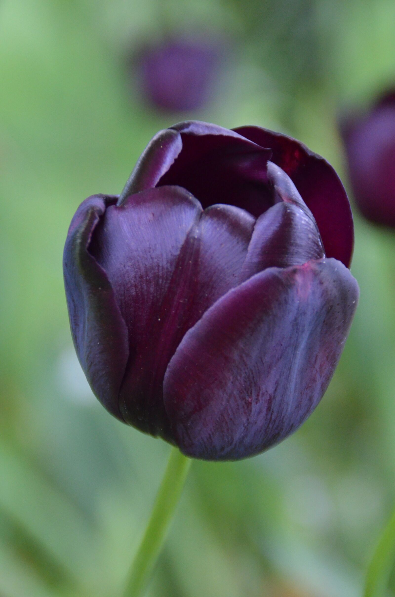 Nikon D5100 sample photo. Dark purple, blossom, bloom photography