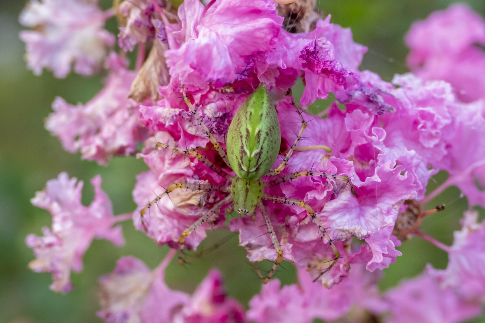 Panasonic Lumix DMC-FZ1000 sample photo. Spider, insect, bug photography