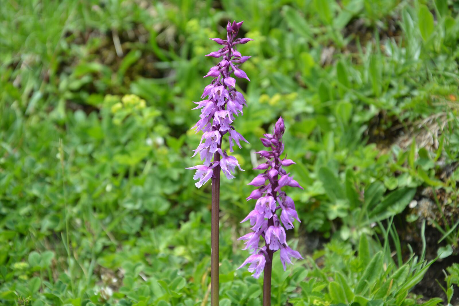 Nikon D5200 sample photo. Mountain flower, blossom, bloom photography