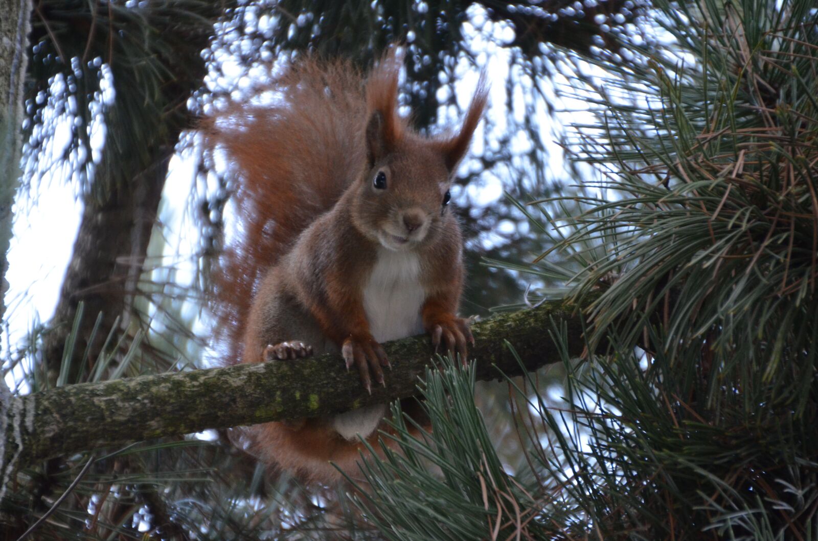 Nikon D5100 sample photo. Squirrel, nature, rodent photography