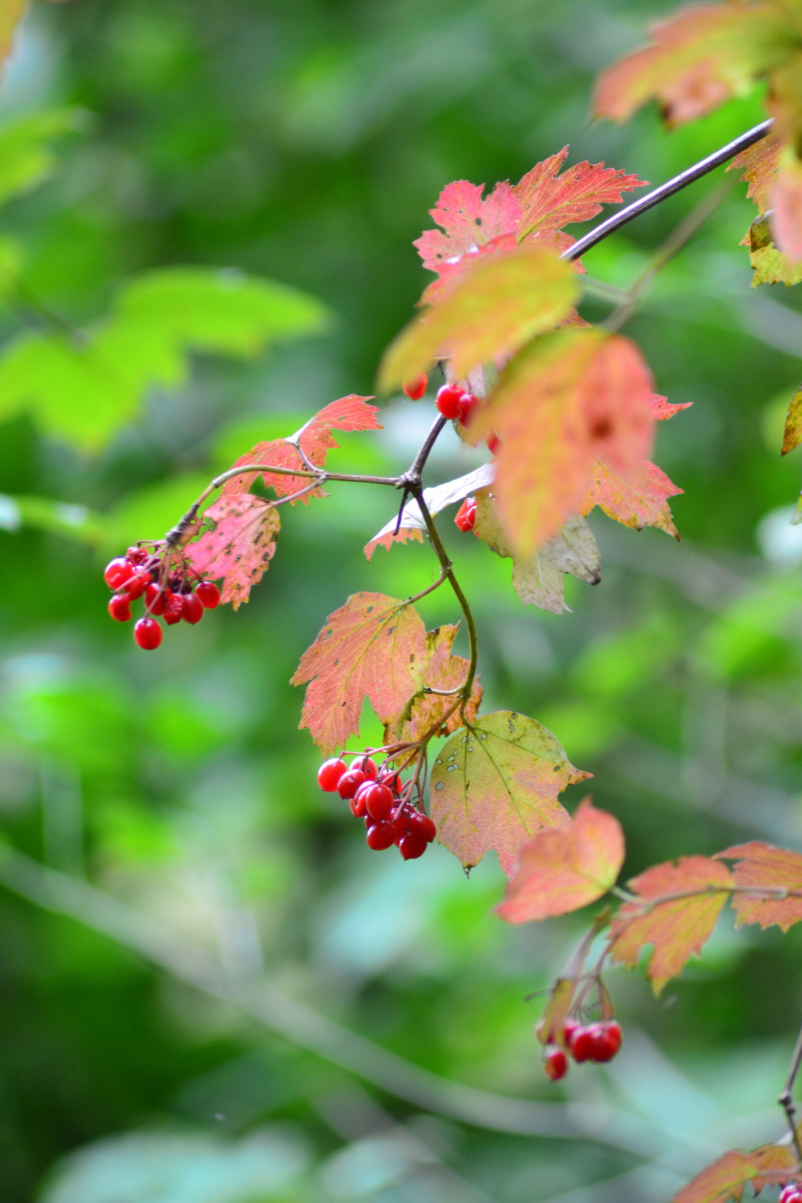Nikon D3100 sample photo. Autumn, autumn, leaves, berry photography