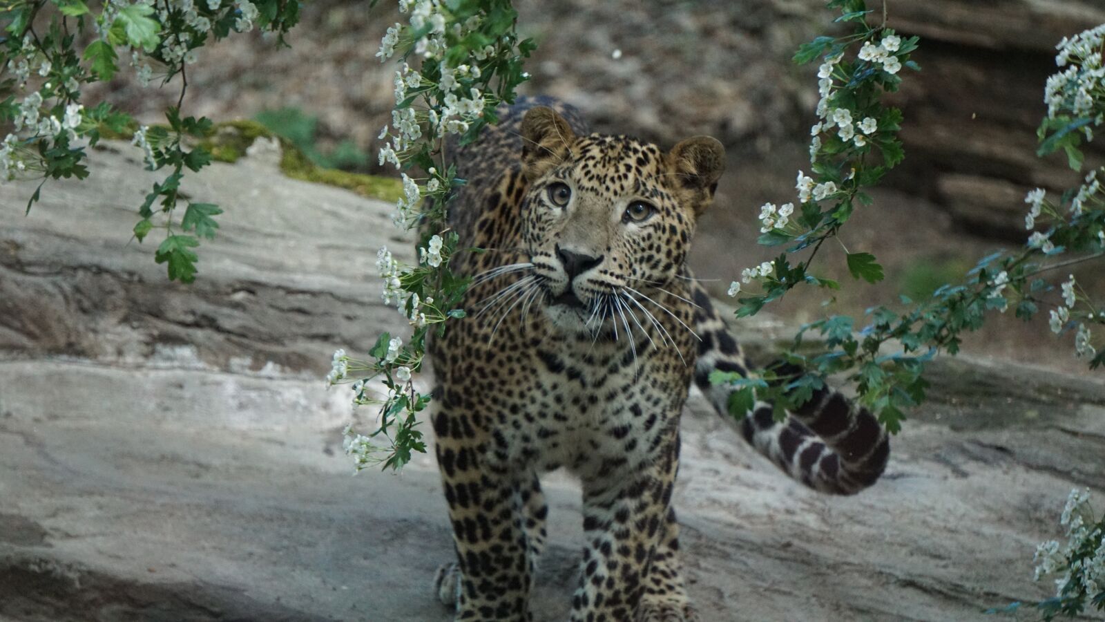 Sony E 55-210mm F4.5-6.3 OSS sample photo. Zoo, leopard, cat photography