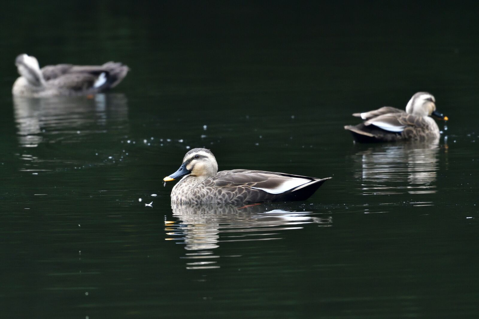 Nikon D500 sample photo. Bird, duck, lake photography
