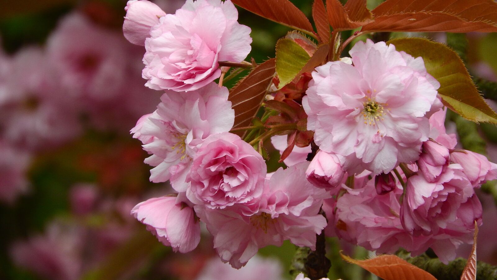 Nikon Coolpix P610 sample photo. Sakura, flower sakura, pink photography