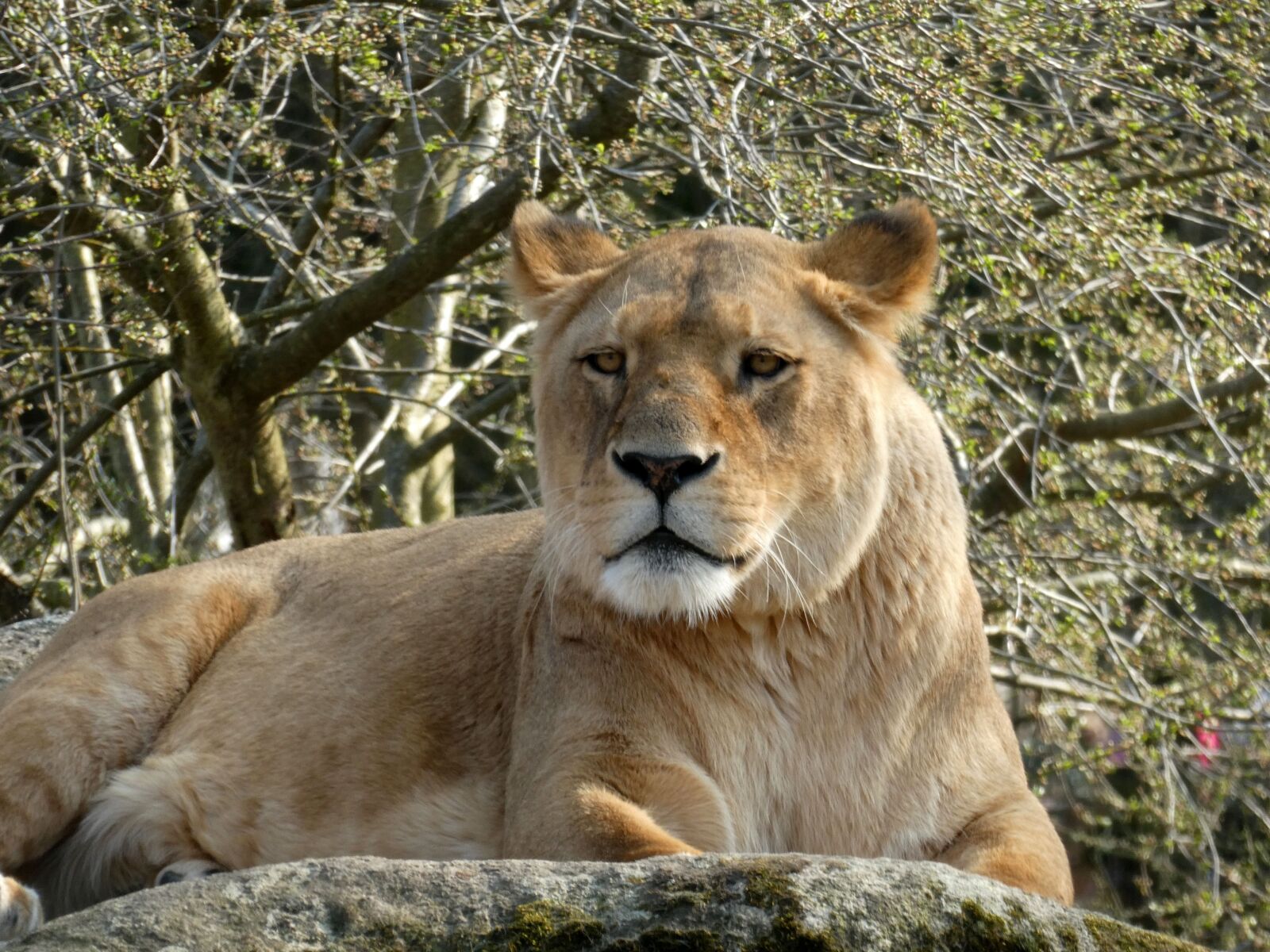 Panasonic DC-TZ91 sample photo. Lion, panthera leo, lioness photography