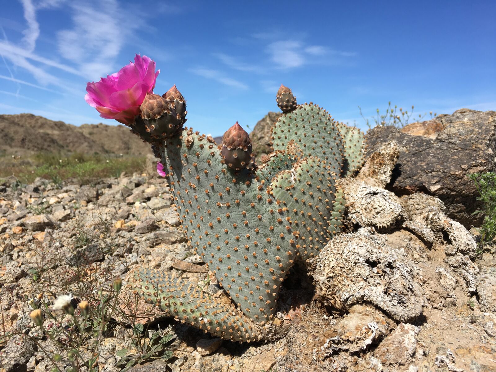 Apple iPhone 6s sample photo. Beavertail, cactus, desert photography