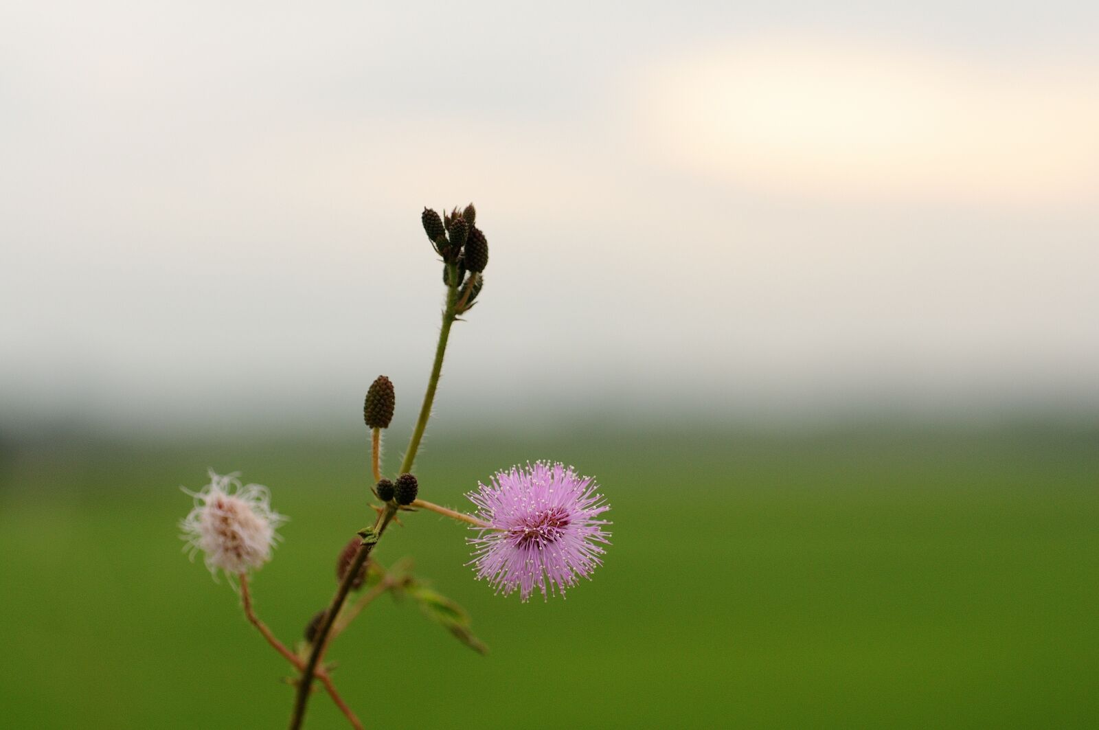 Nikon D300S sample photo. Virgin flowers, simple, nature photography