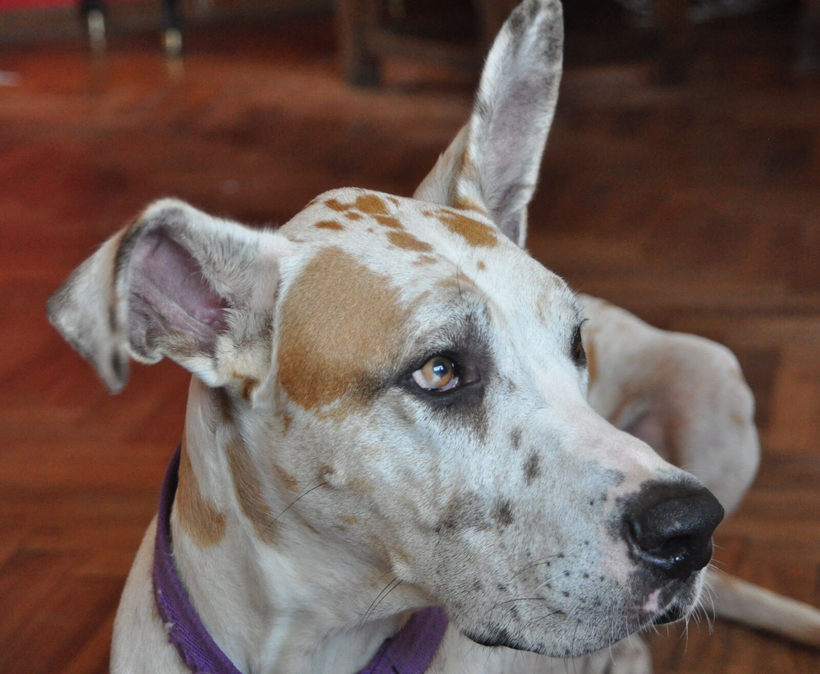 Nikon D90 sample photo. Dog, great danes, pet photography