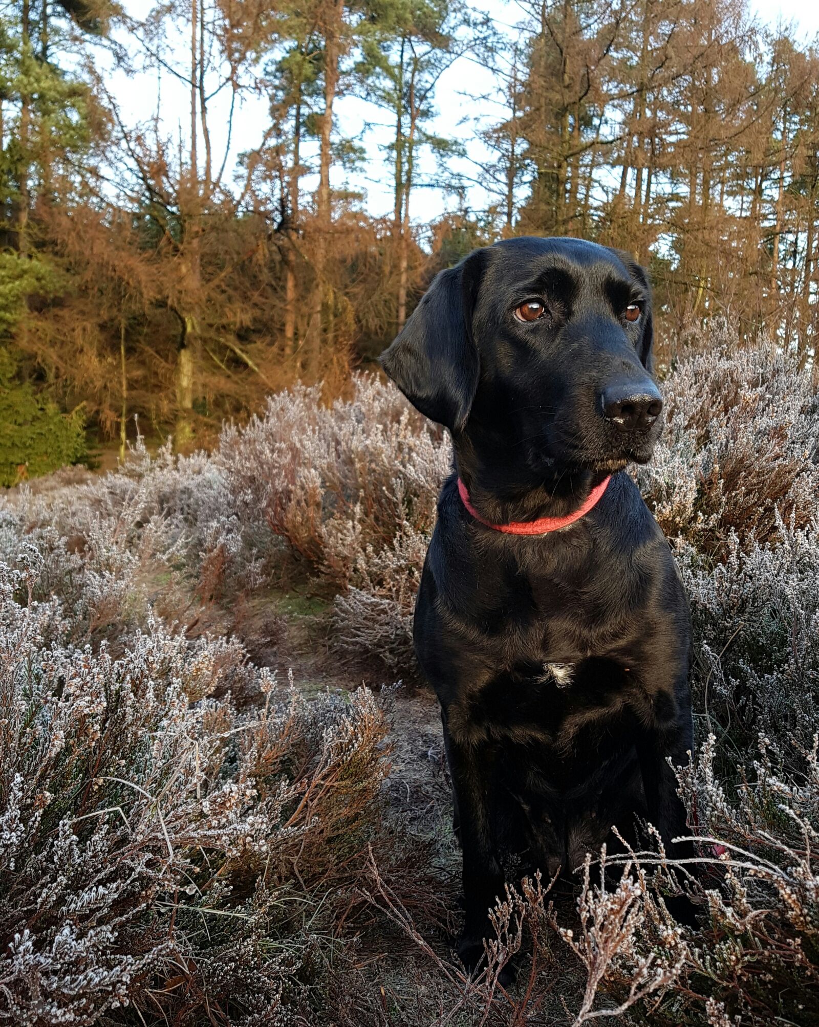 Samsung Galaxy S7 Edge sample photo. Dog, labrador, formel1 photography
