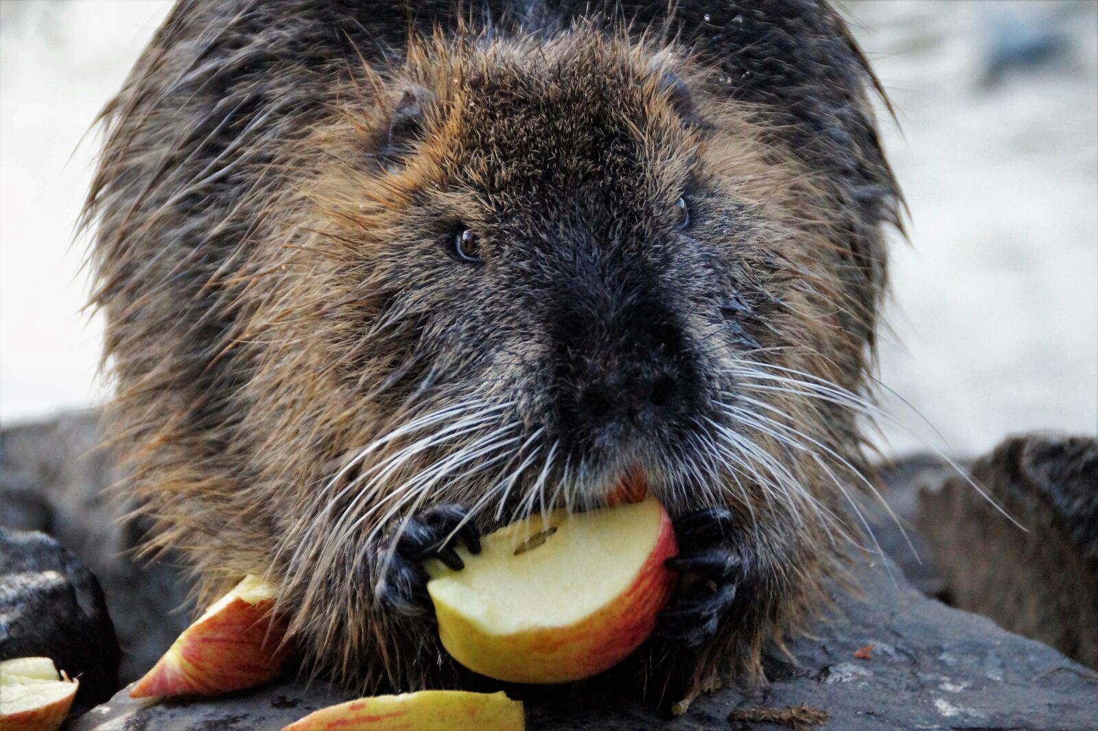 Sony SLT-A58 sample photo. Nutria, animal, rodents photography