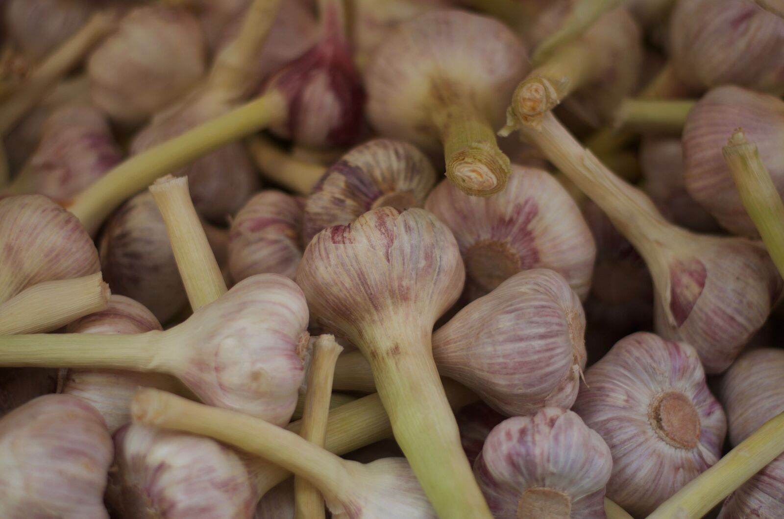 Nikon D5100 sample photo. Garlic, food, gourmet photography