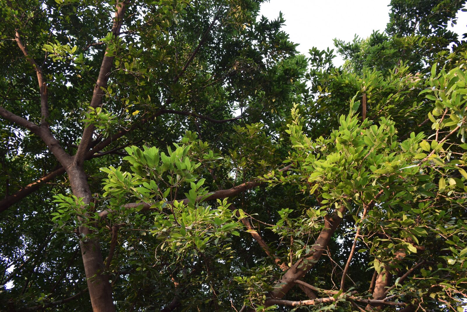 Nikon D3300 sample photo. Forest tree, forest, trees photography
