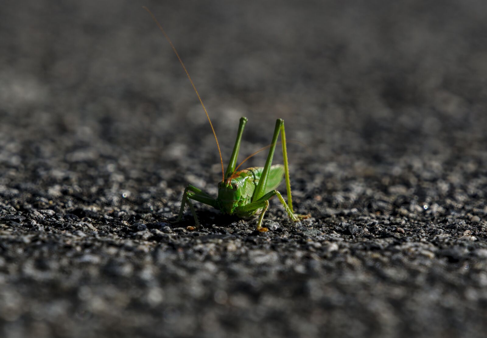 Sony a6000 + Sony FE 70-300mm F4.5-5.6 G OSS sample photo. Grasshopper, green grasshopper, insect photography