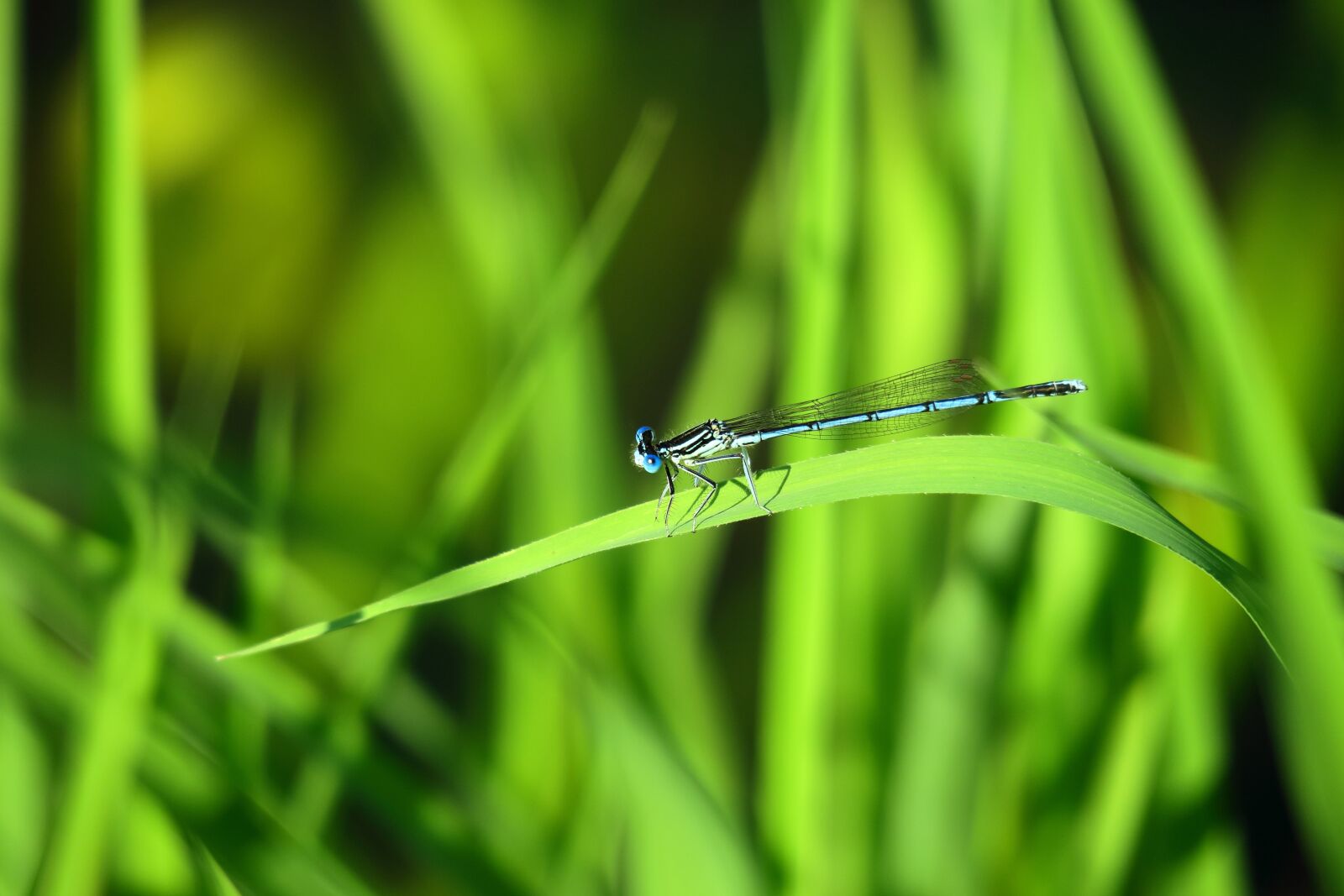 Canon PowerShot G3 X sample photo. Azure bridesmaid, dragonfly, blade photography