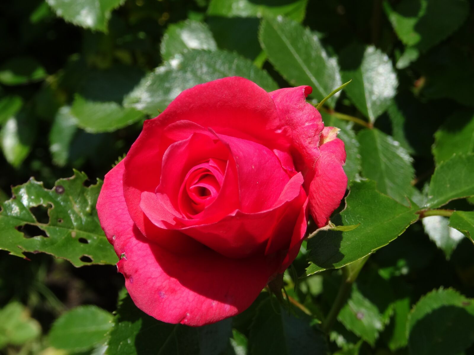 Sony Cyber-shot DSC-HX50V sample photo. Flower, red rose, garden photography