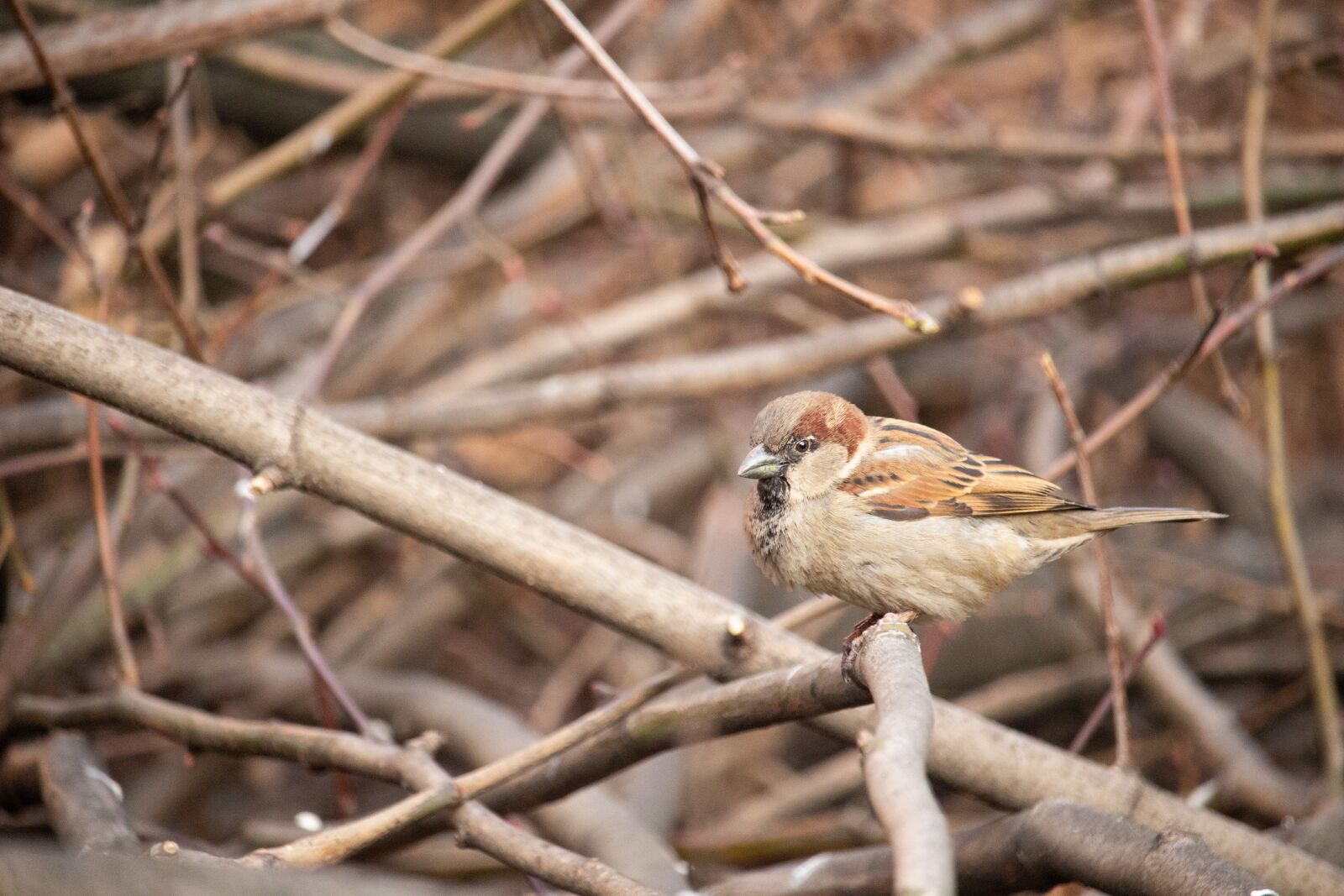 Canon EOS 100D (EOS Rebel SL1 / EOS Kiss X7) sample photo. Sparrow, bird, nature photography