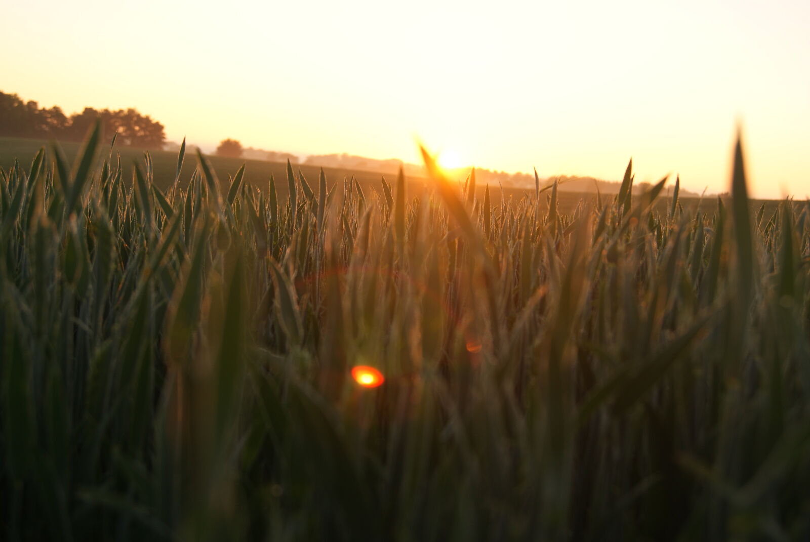 Sony Alpha DSLR-A230 sample photo. Field, lens, flare, sunrise photography